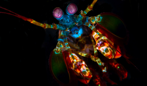 peacock-mantis-shrimp-025
