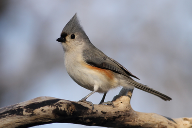 tufted-titmouse-033