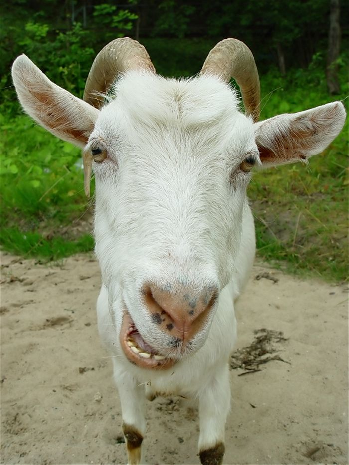 billy-goat