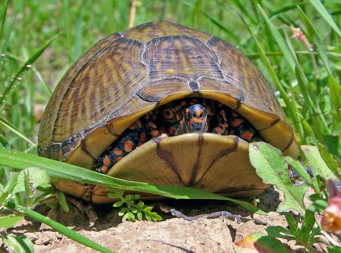 box-turtle