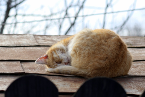 cat-on-roof